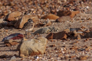 Charadrius pecuarius (Pluvier pâtre)