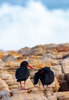 Haematopus moquini (Huitrier de Moquin)