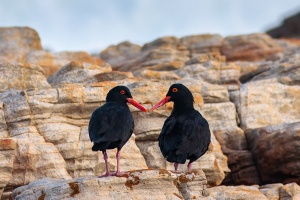 Haematopus moquini (Huitrier de Moquin)