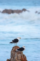 Larus dominicanus (Goéland dominicain)