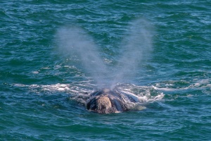 Eubalaena australis (Baleine franche australe)