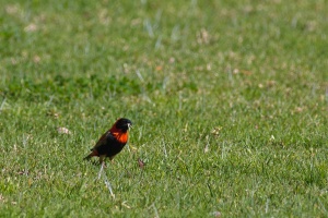 Euplectes orix (Euplecte ignicolore)