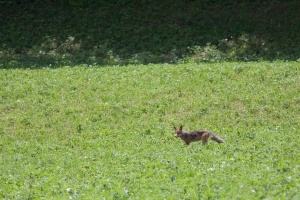 Vulpes vulpes (Renard)