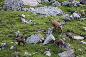 Rupicapra pyrenaica (Chamois)