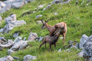 Rupicapra pyrenaica (Chamois)