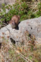 Mustela erminea L (Hermine)