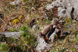 Mustela erminea L (Hermine)