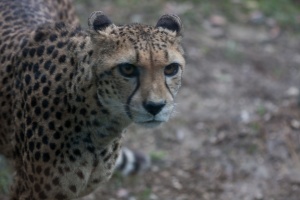 Acinonyx jubatus (Guépard)