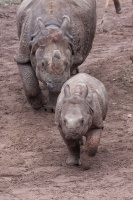 Rhinoceros unicornis (rhinocéros indien)