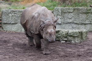 Rhinoceros unicornis (rhinocéros indien)