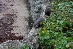 Lutra lutra (Loutre d'Europe)