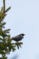 Turdus torquatus (Merle à plastron)