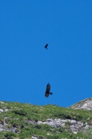 Aquila chrysaetos (Aigle royal)