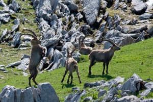 Capra ibex (Bouquetin)