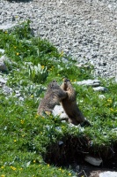 Marmota marmota (Marmotte)