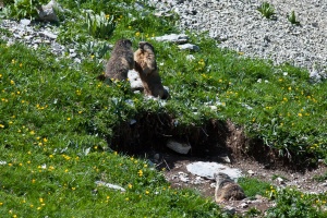 Marmota marmota (Marmotte)