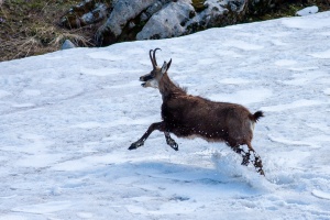 Rupicapra pyrenaica (Chamois)