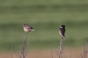 Saxicola torquata (Tarier pâtre)