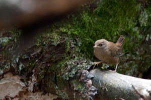 Troglodytes troglodytes (Troglodyte mignon)