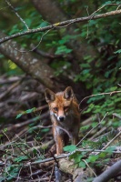 Vulpes vulpes (Renard)