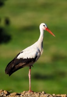 Ciconia ciconia (Cigogne blanche)