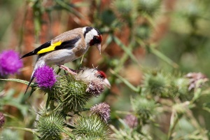 Carduelis carduelis (Chardonneret élégant)