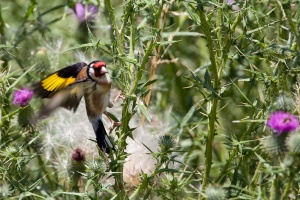 Carduelis carduelis (Chardonneret élégant)