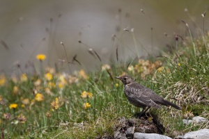 Turdus viscivorus (Grive draine)