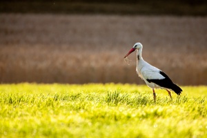 Ciconia ciconia (Cigogne blanche)