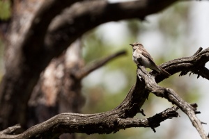 Muscicapa striata (Gobemouche gris)