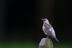 Turdus pilaris (Grive litorne)