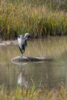 Ardea cinerea (Héron cendré)