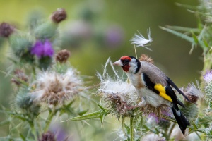 Carduelis carduelis (Chardonneret élégant)