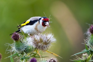 Carduelis carduelis (Chardonneret élégant)