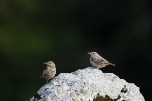 Monticola saxatilis (Monticole de roche)