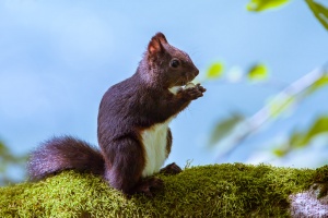 Sciurus vulgaris (Ecureuil roux)