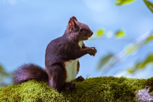 Sciurus vulgaris (Ecureuil roux)