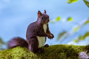 Sciurus vulgaris (Ecureuil roux)