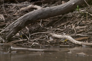 Motacilla cinerea (Bergeronnette des ruisseaux)