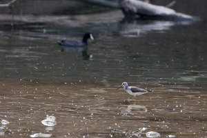 Tringa nebularia (Chevalier aboyeur)