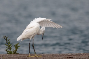 Egretta garzetta (Aigrette garzette)