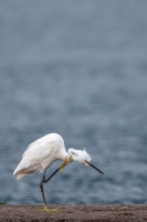 Egretta garzetta (Aigrette garzette)