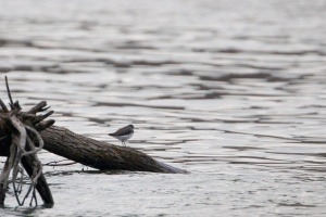 Tringa ochropus (Chevalier culblanc)