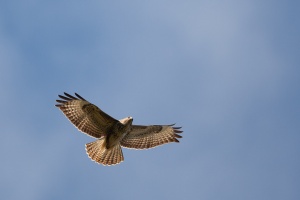 Buteo buteo (Buse variable)