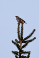 Turdus iliacus (Grive mauvis)