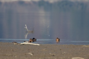 Anas penelope (Canard siffleur)