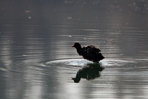 Fulica atra (Foulque macroule)