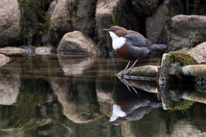 Cinclus cinclus (Cincle plongeur)