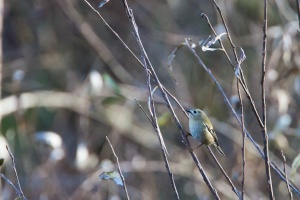 Regulus regulus (Roitelet huppé)