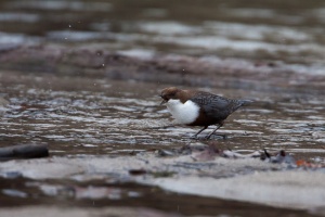 Cinclus cinclus (Cincle plongeur)